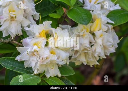 Azalea Chelsea Reach / Chelsea Reach Rhododendron, Nahaufnahme mit weißen Blüten und Blättern im Frühjahr Stockfoto