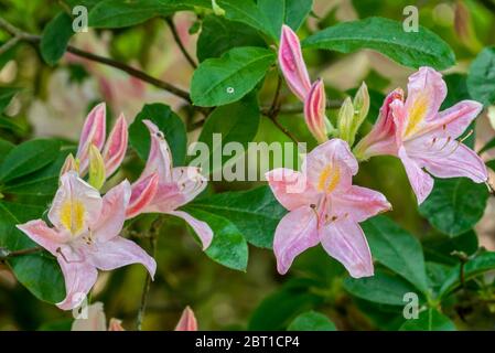 Rhododendron Rêve d'Amour, Nahaufnahme mit rosa Blüten und Blättern im Frühjahr Stockfoto