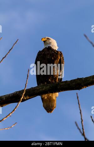 Ein Weißkopfseeadler ragt auf einem Ast in der Nähe von Shedd, einer Stadt im Willamette Valley von Oregon, USA. Stockfoto