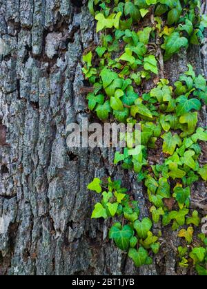 Detail einer Eiche im Frühling in einem Wald im Liendo-Tal in der Provinz Kantabrien. Autonome Gemeinschaft Kantabrien, Spanien, Europa Stockfoto