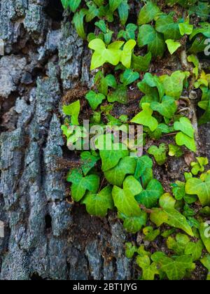 Detail einer Eiche im Frühling in einem Wald im Liendo-Tal in der Provinz Kantabrien. Autonome Gemeinschaft Kantabrien, Spanien, Europa Stockfoto