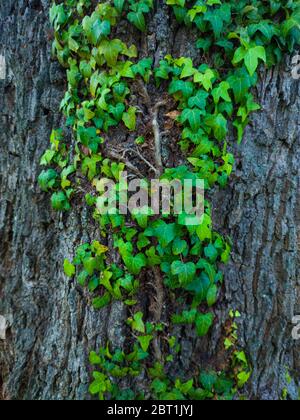 Detail einer Eiche im Frühling in einem Wald im Liendo-Tal in der Provinz Kantabrien. Autonome Gemeinschaft Kantabrien, Spanien, Europa Stockfoto