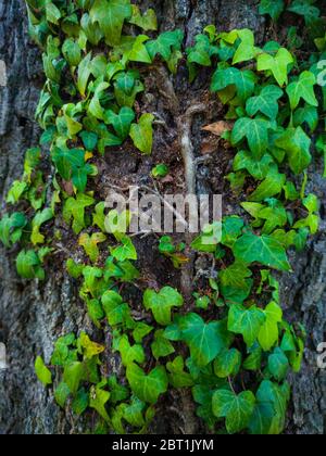 Detail einer Eiche im Frühling in einem Wald im Liendo-Tal in der Provinz Kantabrien. Autonome Gemeinschaft Kantabrien, Spanien, Europa Stockfoto