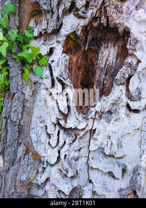 Detail einer Eiche im Frühling in einem Wald im Liendo-Tal in der Provinz Kantabrien. Autonome Gemeinschaft Kantabrien, Spanien, Europa Stockfoto