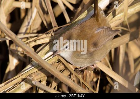 Cettis-Waldläufer, Cettia Cetti, mit erhöhtem Schwanz auf der Suche nach Nahrung, Insekten in EINEM Schilfbett. Aufgenommen bei Stanpit Marsh UK Stockfoto