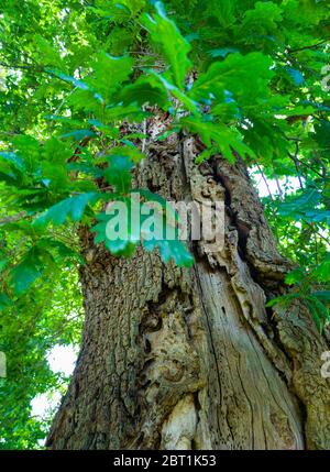 Detail einer Eiche im Frühling in einem Wald im Liendo-Tal in der Provinz Kantabrien. Autonome Gemeinschaft Kantabrien, Spanien, Europa Stockfoto