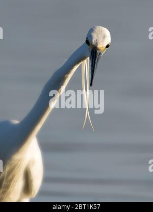 Kopf auf Schuss von EINEM kleinen Reiher, Egretta garzetta, mit starrenden Augen Jagd Fische im flachen Wasser eines Salzmoor. Aufgenommen bei Stanpit Marsh UK Stockfoto