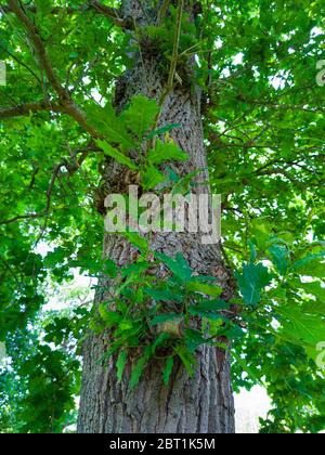 Detail einer Eiche im Frühling in einem Wald im Liendo-Tal in der Provinz Kantabrien. Autonome Gemeinschaft Kantabrien, Spanien, Europa Stockfoto