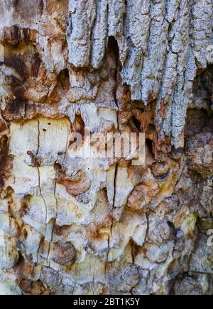 Detail einer Eiche im Frühling in einem Wald im Liendo-Tal in der Provinz Kantabrien. Autonome Gemeinschaft Kantabrien, Spanien, Europa Stockfoto