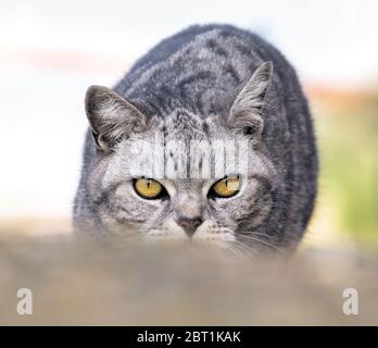 Vorne auf Schuss einer grauen Tabby Katze mit gelben Augen Stalking Beute hockte tief auf den Boden Stockfoto