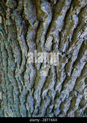 Detail einer Eiche im Frühling in einem Wald im Liendo-Tal in der Provinz Kantabrien. Autonome Gemeinschaft Kantabrien, Spanien, Europa Stockfoto