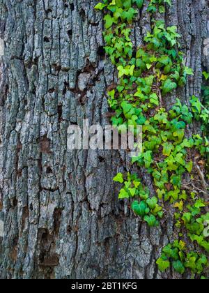 Detail einer Eiche im Frühling in einem Wald im Liendo-Tal in der Provinz Kantabrien. Autonome Gemeinschaft Kantabrien, Spanien, Europa Stockfoto