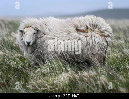 Swansea, Wales, Großbritannien. Mai 2020. UK Wetter: Das Fell eines walisischen Bergschafes wird durch starke Winde auf dem Grasland des Gwyryd Mountain in Südwales am Rande der Brecon Beacons geteilt. Die Winde wehten über den Süden Großbritanniens und brachten am Freitag kühlere Temperaturen. Sie werden sich auch am Wochenende fortsetzen, wenn die Feiertage näher rückt. Quelle : Robert Melen/Alamy Live News. Stockfoto