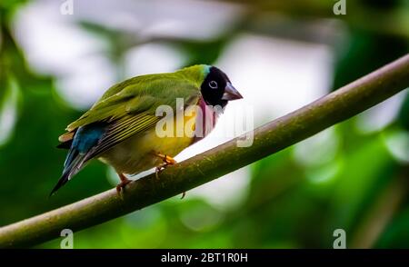 Schönes Nahaufnahme-Porträt eines schwarz köpfigen gouldian Finken, bunte tropische Vogelarten aus Australien Stockfoto