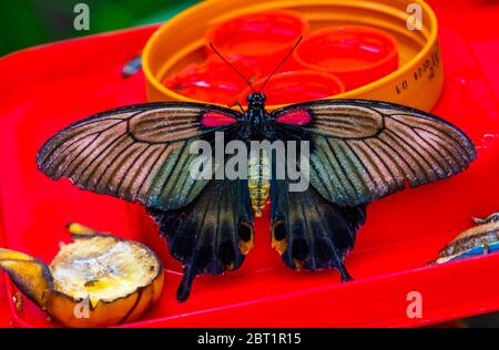 Schöne Nahaufnahme eines gemeinen mormonenschmetterlings, bunte tropische Insektenarten aus Asien Stockfoto