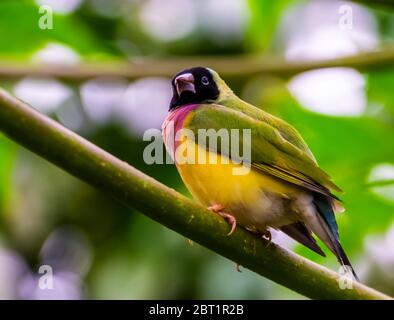 Nahaufnahme eines schwarzen gouldian Finken, bunte tropische Vogelarten aus Australien Stockfoto