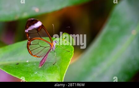Schöne Makro Nahaufnahme eines Glasflügels Schmetterling, tropische Insektenart aus Südamerika Stockfoto