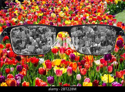 Blick durch Gläser zu bleichen Tulpen Feld. Farbblindheit. Weltwahrnehmung während der Depression. Medizinischer Zustand. Gesundheit und Krankheit Konzept. Stockfoto