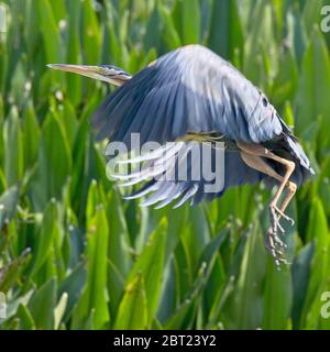 Ein erwachsener Purpurreiher (Ardea purpurea), der am Nilwala-Fluss in der Nähe von Matara im Süden Sri Lankas fliegt. Stockfoto