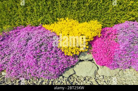 Steinwand mit gelben, roten und lila Grunddeckblumen Stockfoto