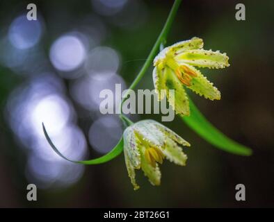 Seerose, Purisima Creek Redwoods, Kalifornien Stockfoto