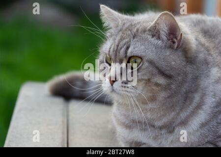 Graue schottische Katze, die draußen sitzt. Stockfoto