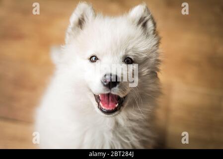 Niedlicher, junger, verspielter Samoyed Welpe schaut zuhause mit einem fröhlichen Ausdruck und einem Lächeln auf die Kamera Stockfoto