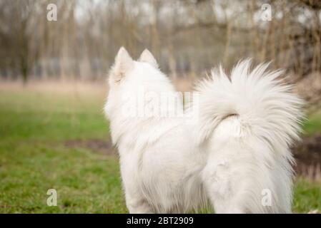 Süßer, flauschiger weißer Samoyed-Hund schaut in die Ferne Stockfoto
