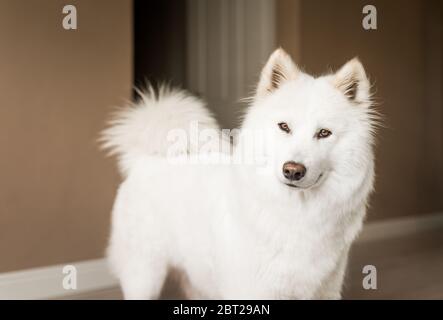 Süßer, flauschiger weißer Samoyed-Hund schaut mit einem neugierigen Ausdruck auf die Kamera. Stockfoto