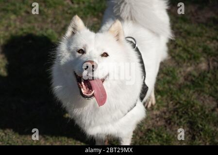 Samoyed schaut mit offenem Mund und Zunge zur Seite Stockfoto