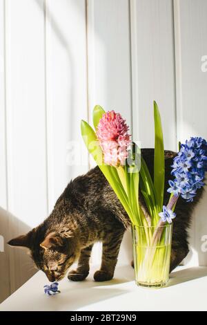 Katze riecht eine Blumenblüte auf einem Tisch neben einer Blumenvase Stockfoto