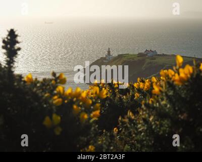 Gewöhnlicher Gor mit Leuchtturm, gelbe Blüten, Ulex Stockfoto