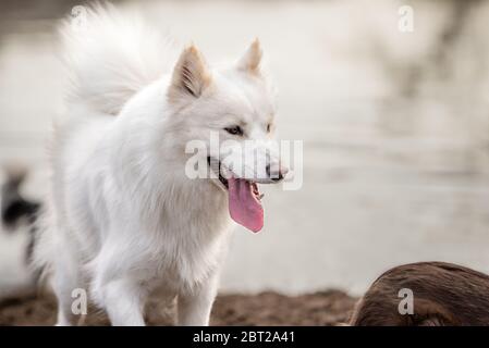 Niedliche, flauschige weiße Samoyed Hund keuchend Stockfoto