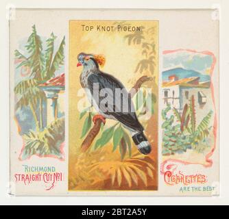 Top Knot Pigeon, aus der Birds of the Tropics Serie (N38) für Allen & amp; Ginter Zigaretten, 1889. Stockfoto