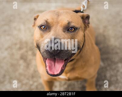 Ein schöner brauner und blau/grauer Pit Bull Tierheim Hund Stockfoto