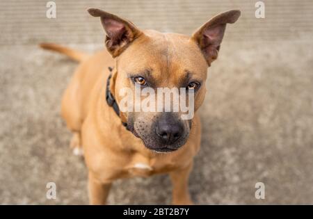 Ein schöner brauner und blau/grauer Pit Bull Tierheim Hund Stockfoto
