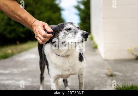 Ein schöner schwarz-weißer Seniorhund mit einem grauen Gesicht steht draußen und genießt es, von einem Freiwilligen in einem Tierheim wo gekratzt und gestreichelt zu werden Stockfoto