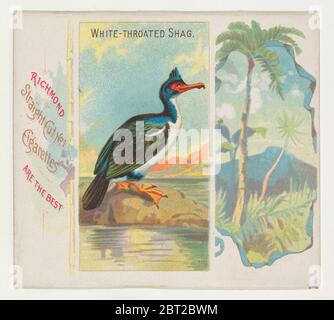 White-throated Shag, aus der Birds of the Tropics Serie (N38) für Allen & amp; Ginter Zigaretten, 1889. Stockfoto