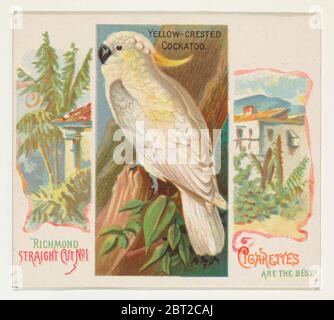 Gelbkugeliger Kakadu, aus der Vogelserie der Tropen (N38) für Allen & Ginter Zigaretten, 1889. Stockfoto