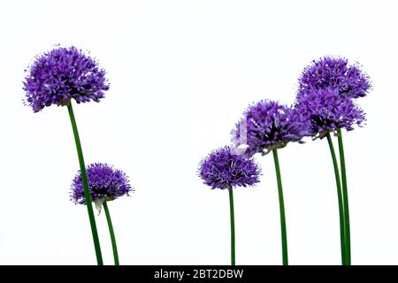 Blühendes purpurnes Gallium giganteum mit weißem Hintergrund Stockfoto