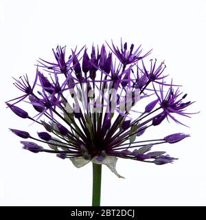 Blühende lila Galtonia candicans auf weißem Hintergrund Stockfoto