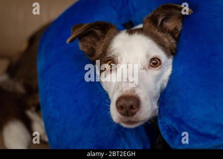 Niedlicher Border Collie Hund auf einer Couch, mit blauem aufblasbarem Kragen Stockfoto