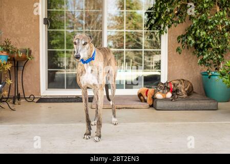 Zwei gerettete Greyhounds (ehemalige Bluthunde) in ihrem Adoptivheim Stockfoto