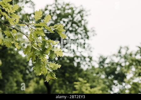 Üppig grüne Blätter im tiefen Wald im Frühling Stockfoto