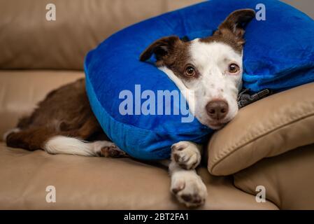 Blau aufblasbare Elisabethanischen donut Kragen auf einem verletzten Hund. Medizinische Versorgung, Veterinär Objekte Stockfoto