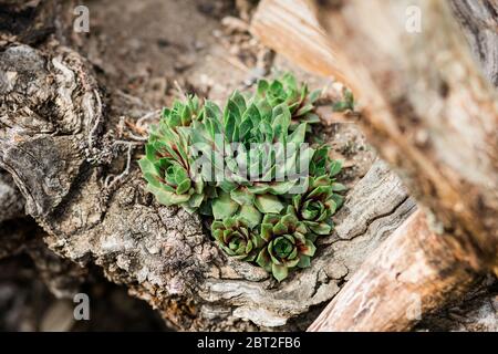 Sempervivum tectorum wächst auf dem Baum Stockfoto