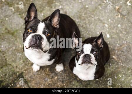 Zwei Boston Terrier Hunde schauen auf die Kamera Stockfoto