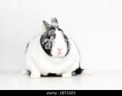 Ein übergewichtiger holländischer Hase, der seine Ohren mit einem nervösen Ausdruck zurückhält Stockfoto