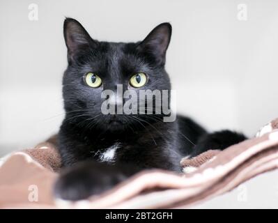 Eine schwarze Hauskatze, die sich auf einer Decke entspannt Stockfoto