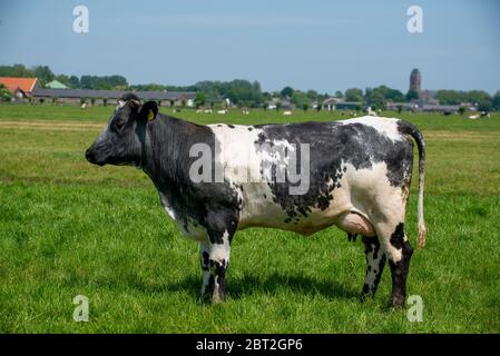 Kuh auf Grünland in Groene Hart, Holland Stockfoto